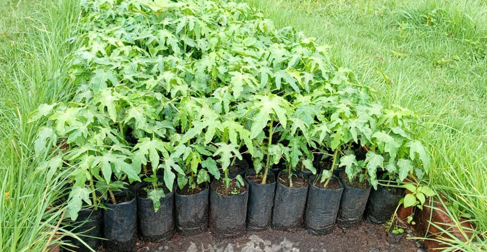 Papaya Seedlings